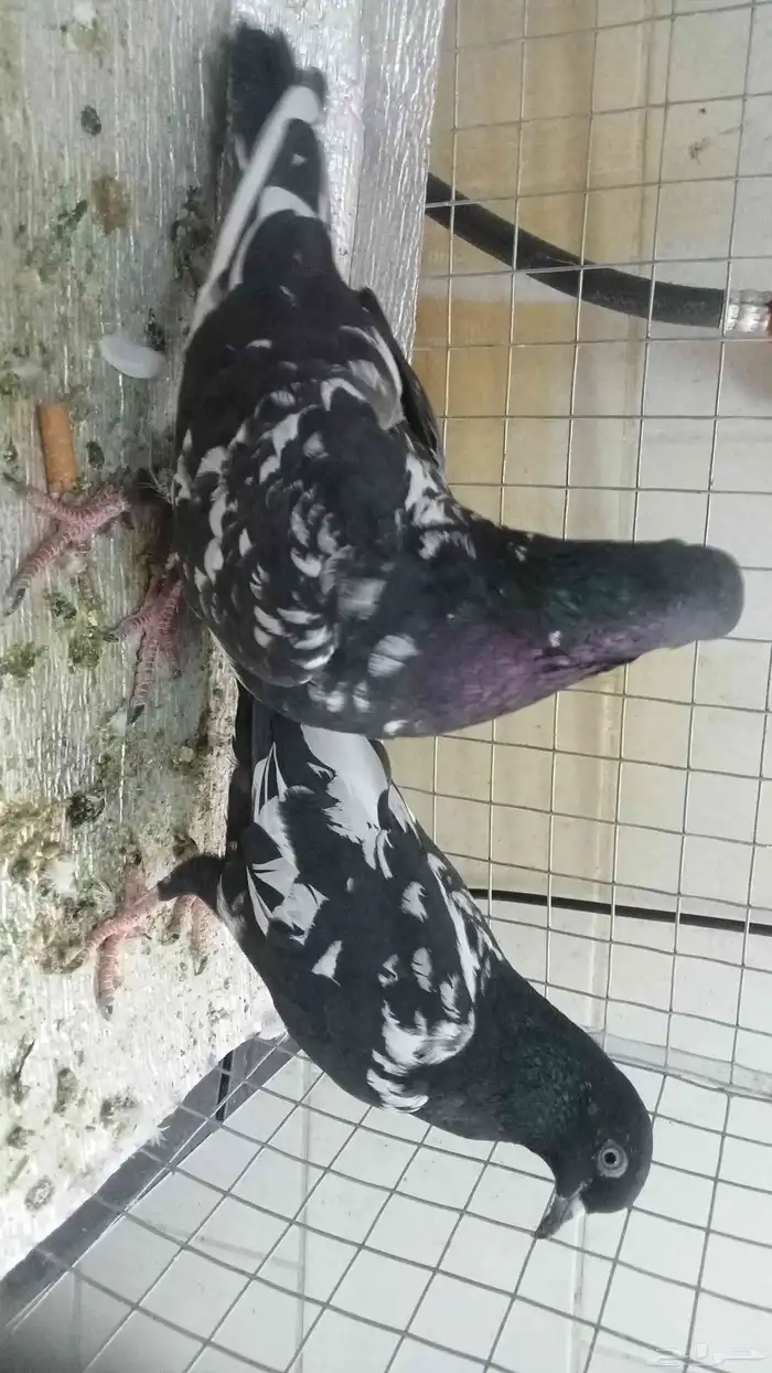 للبيع ازواج رام 23