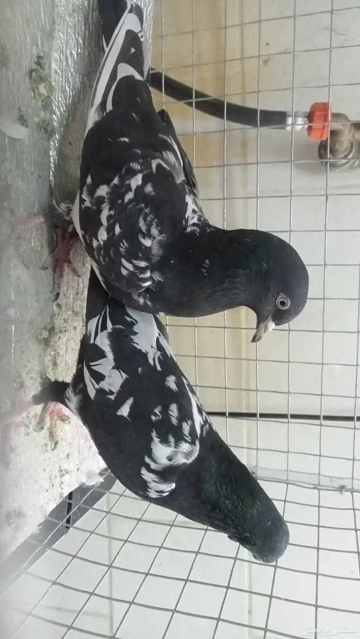 للبيع ازواج رام 22