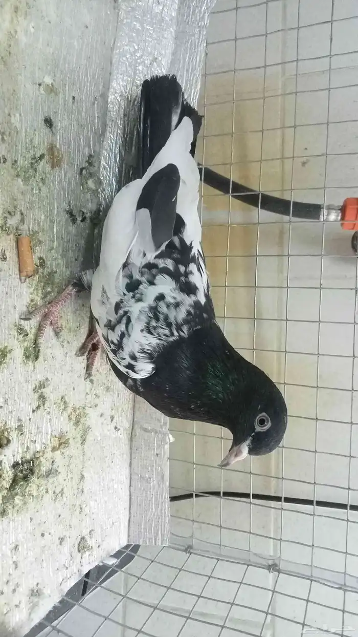 للبيع ازواج رام 5