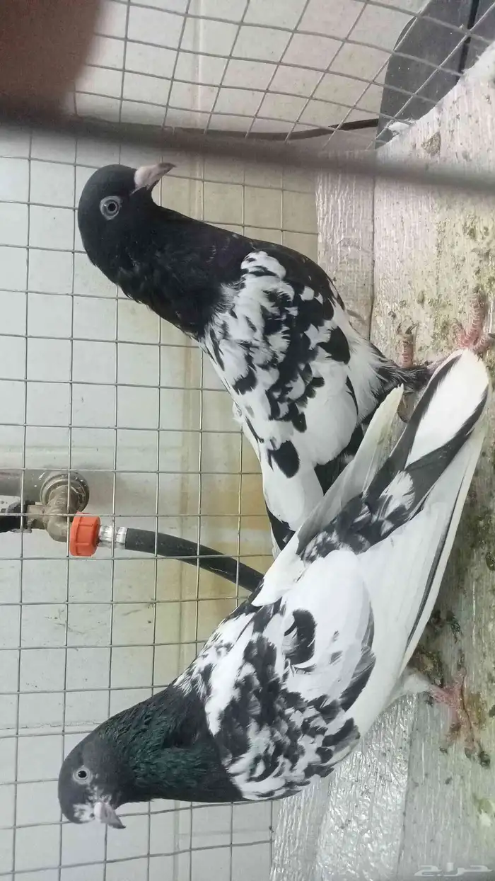 للبيع ازواج رام 11