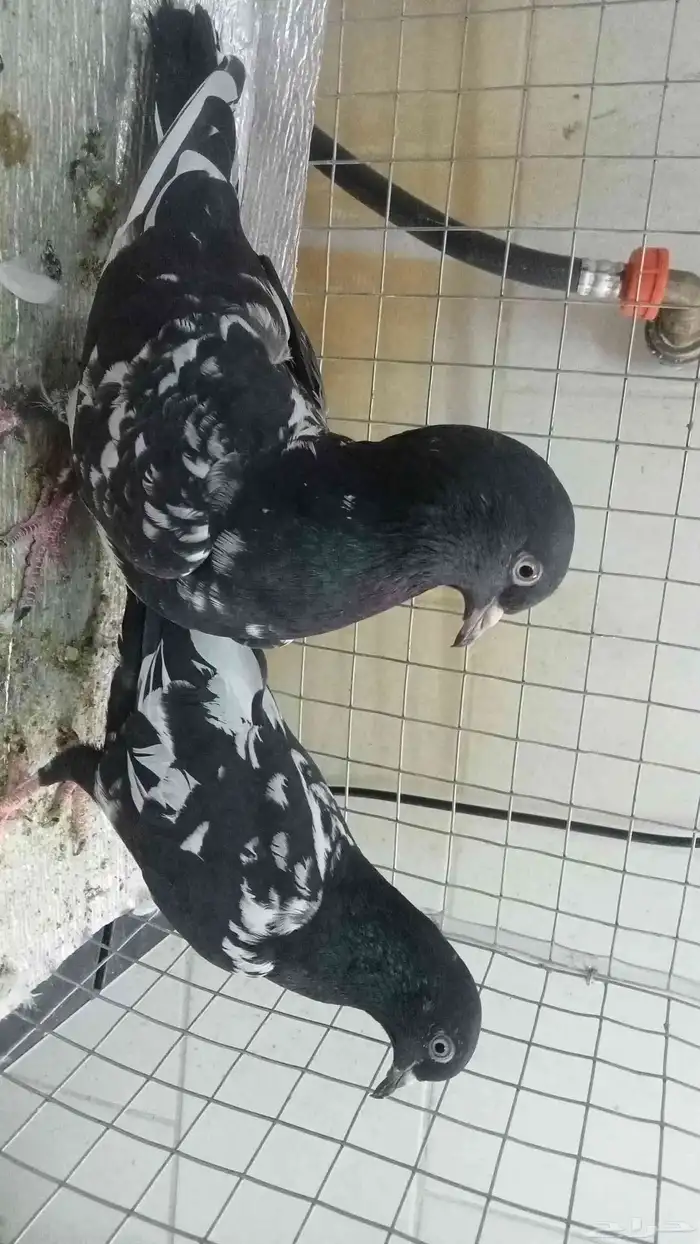 للبيع ازواج رام 24