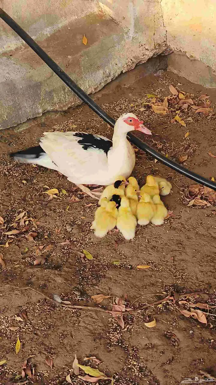 بطه معا صيصانها 1