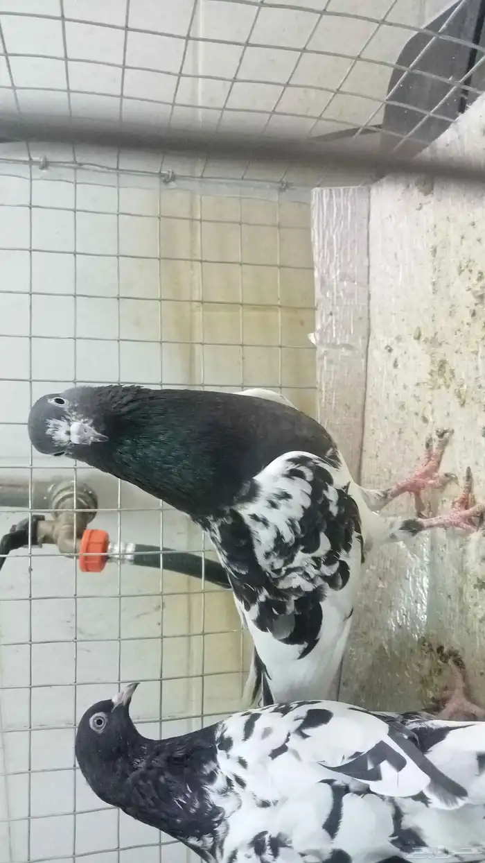 للبيع ازواج رام 14