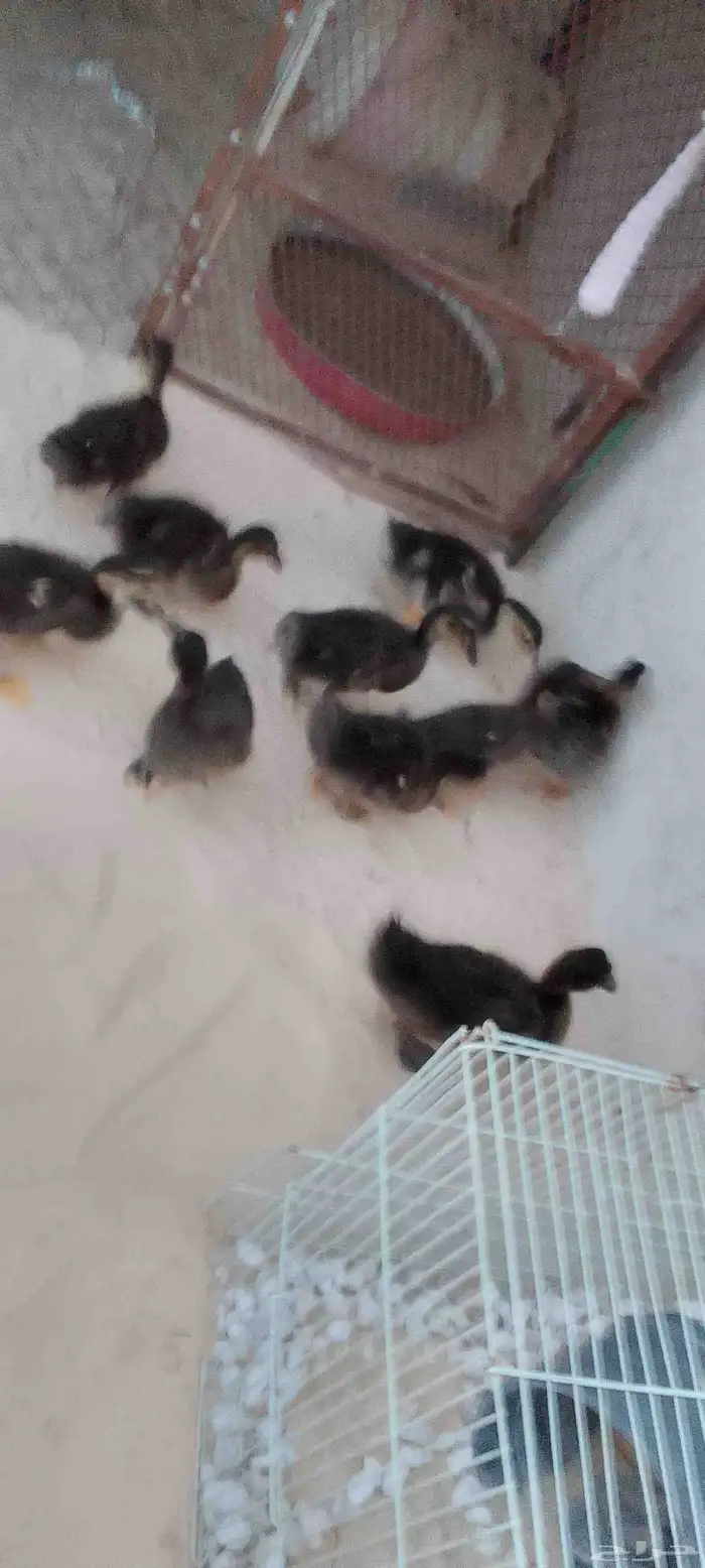 للبيع بط (مصري) حد للحبه25 .العدد 5 . العمر شهرين ونص 8