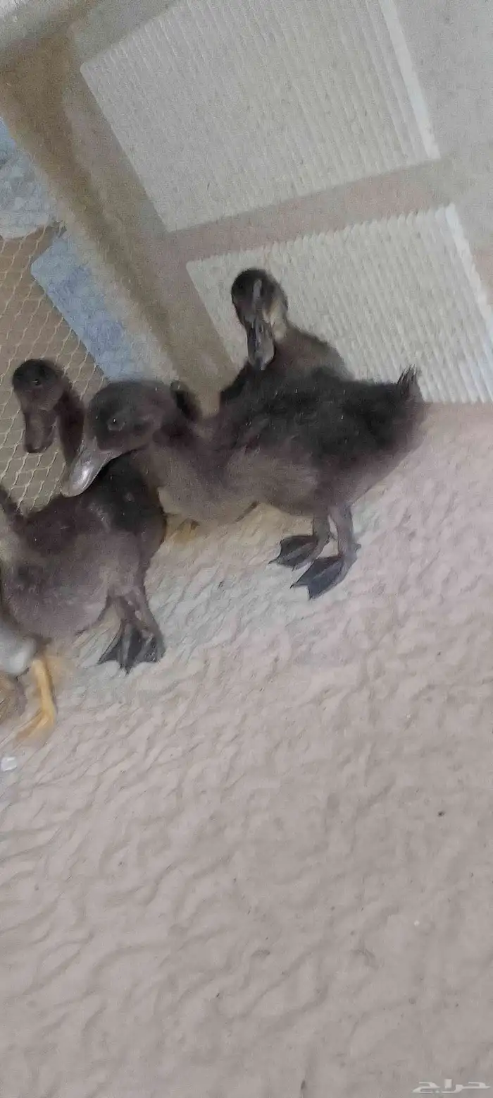 للبيع بط (مصري) حد للحبه25 .العدد 5 . العمر شهرين ونص 1