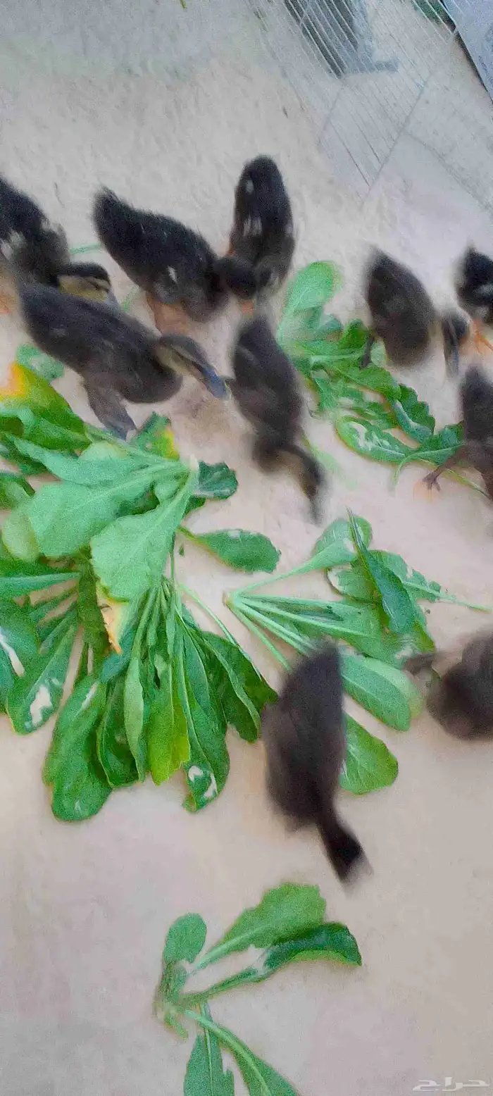 للبيع بط (مصري) حد للحبه25 .العدد 5 . العمر شهرين ونص 3