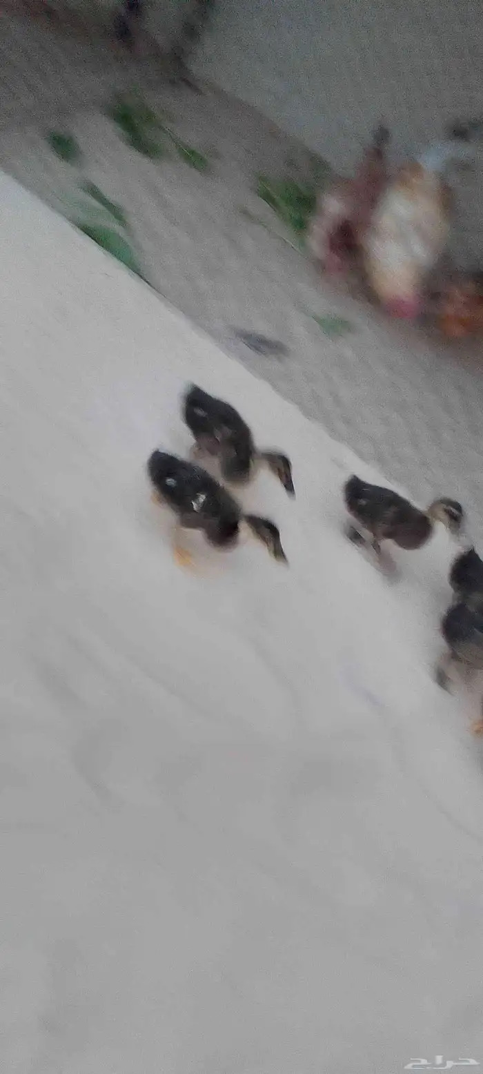 للبيع بط (مصري) حد للحبه25 .العدد 5 . العمر شهرين ونص 9