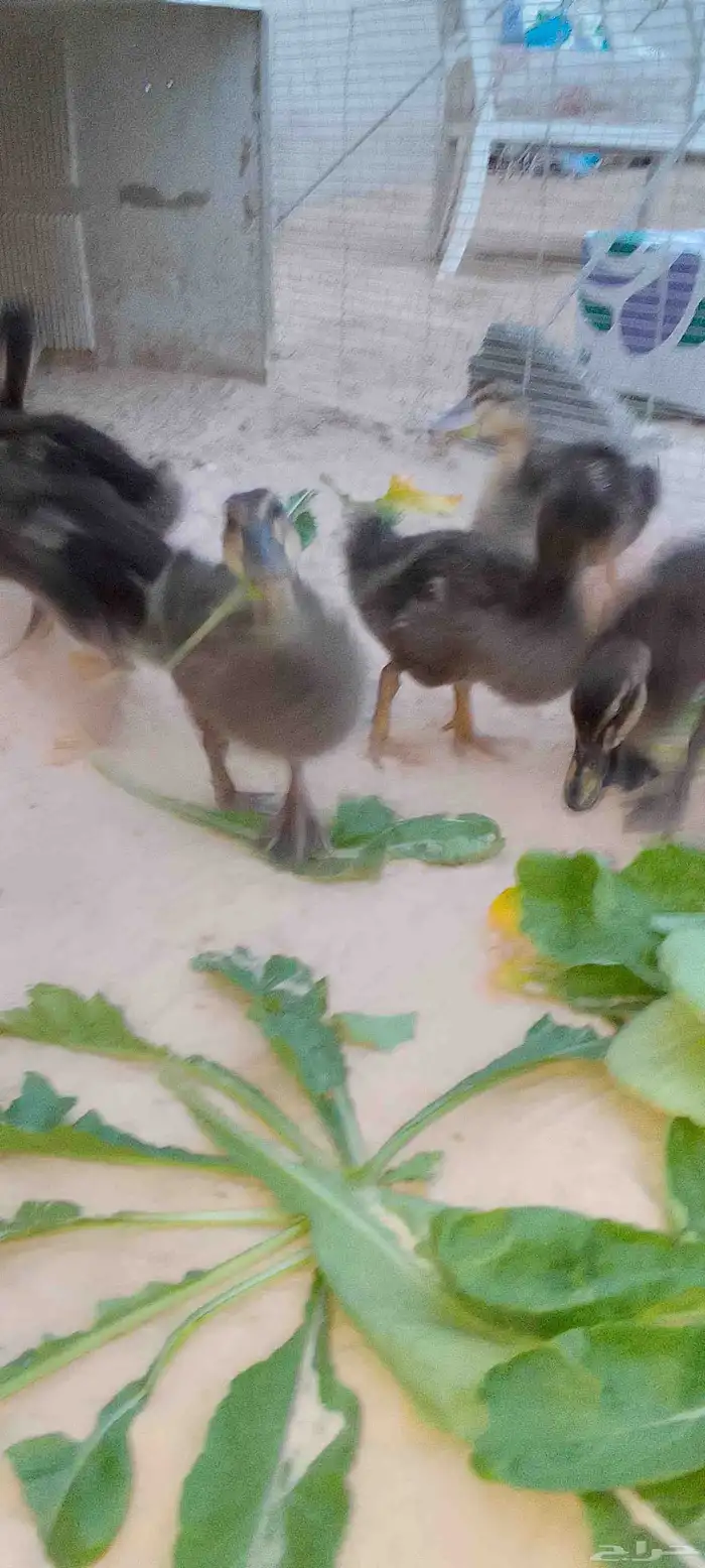 للبيع بط (مصري) حد للحبه25 .العدد 5 . العمر شهرين ونص 5