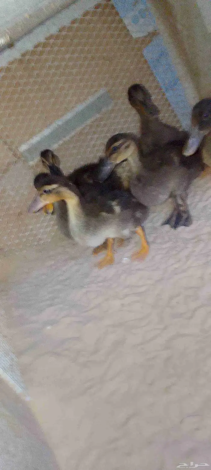 للبيع بط (مصري) حد للحبه25 .العدد 5 . العمر شهرين ونص 0