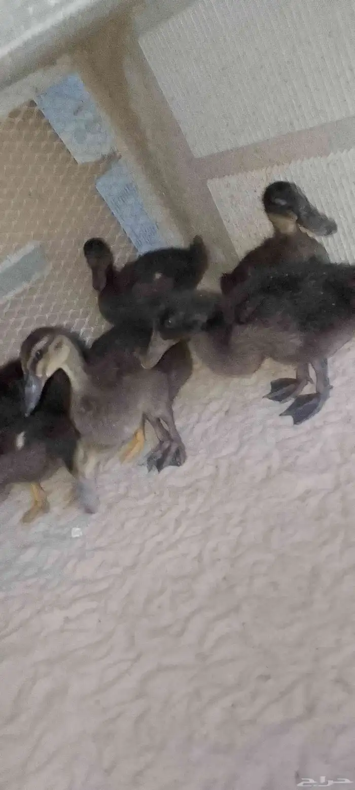 للبيع بط (مصري) حد للحبه25 .العدد 5 . العمر شهرين ونص 2