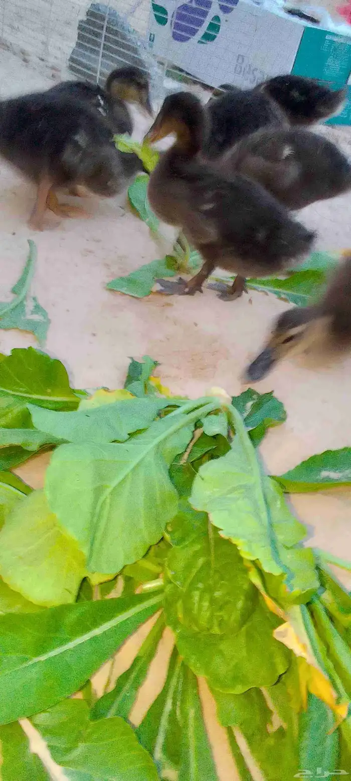 للبيع بط (مصري) حد للحبه25 .العدد 5 . العمر شهرين ونص 4