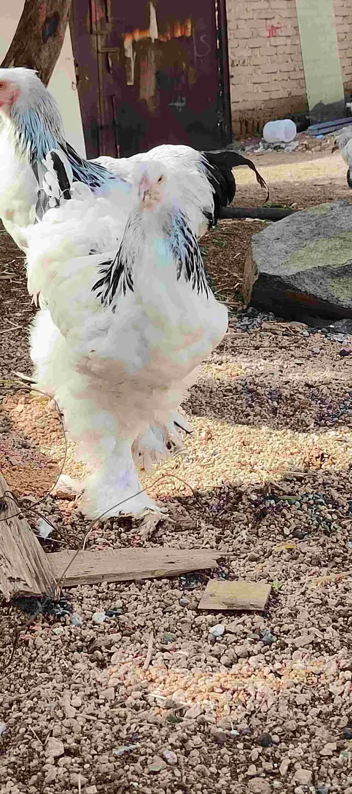 دجاج براهما كلمبي 3