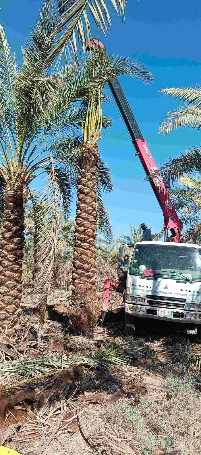 نخل عربي 3
