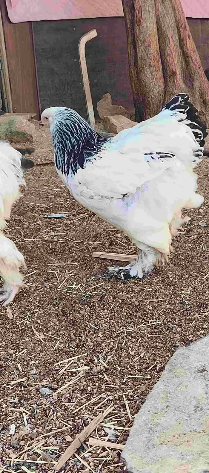 دجاج براهما كلمبي 8