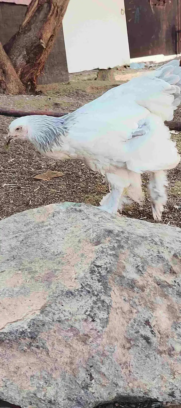 دجاج براهما كلمبي 6