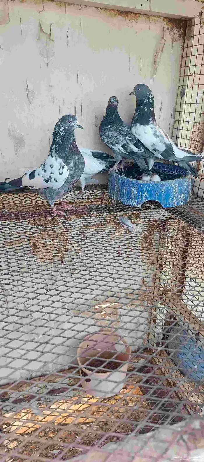 للبيع جوز حمام باكستاني مطير مستوى طيب 4