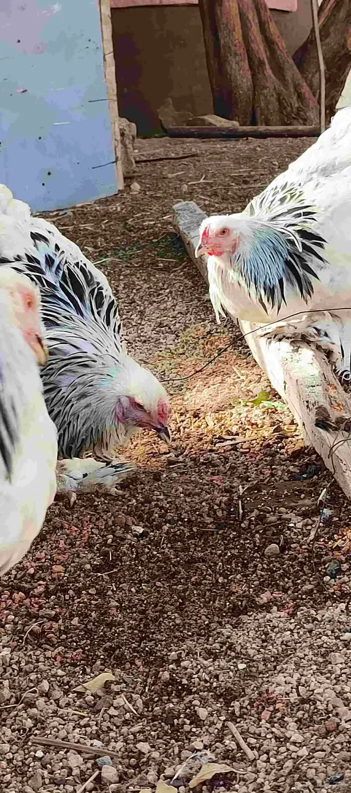 دجاج براهما كلمبي 4