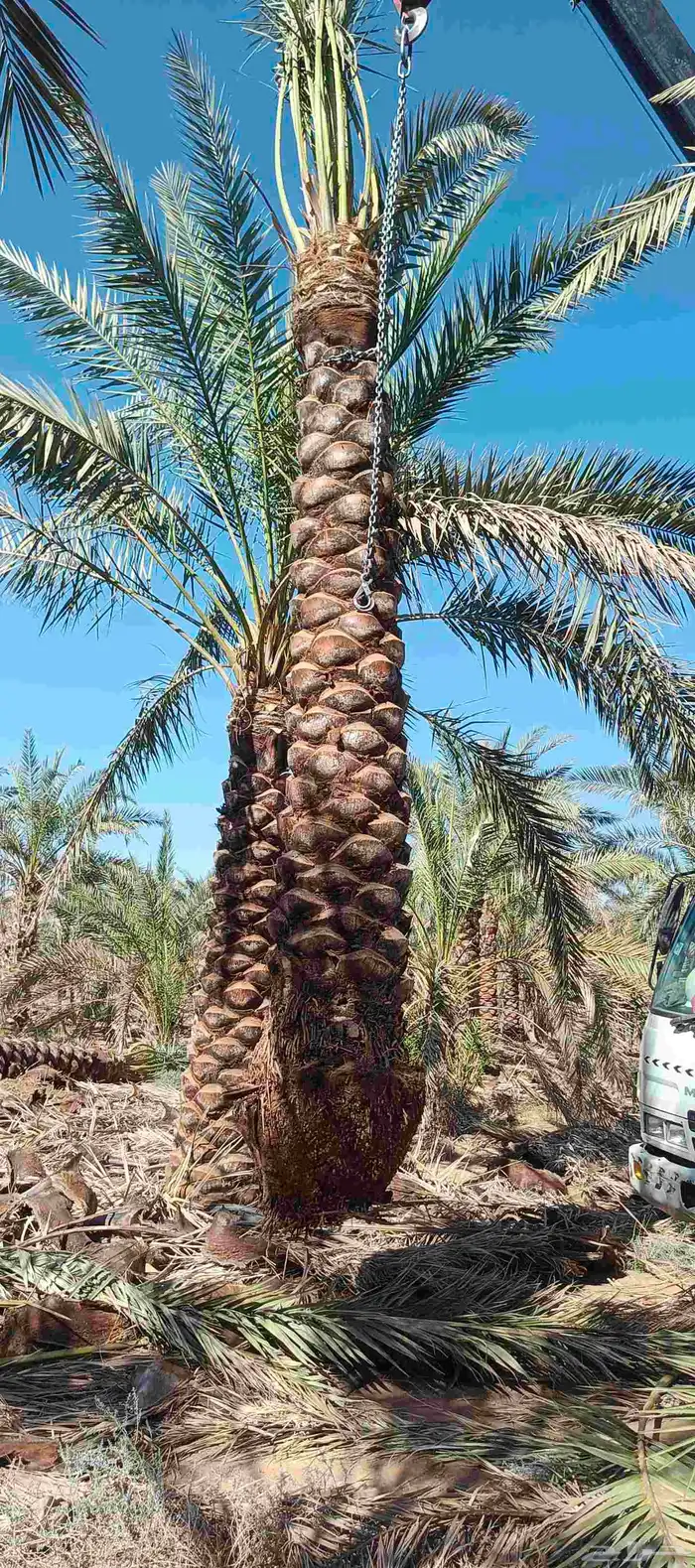 نخل عربي 4