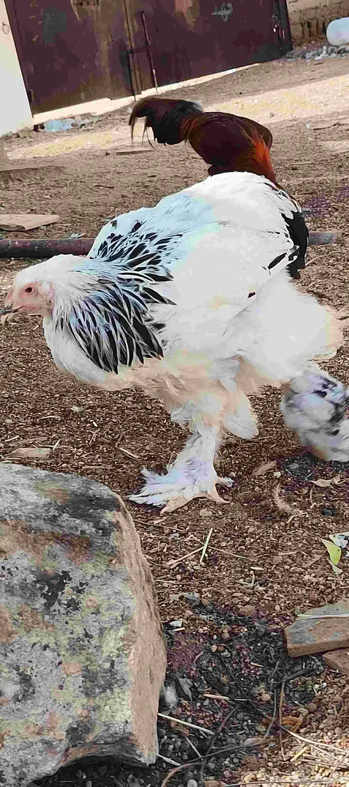 دجاج براهما كلمبي 0