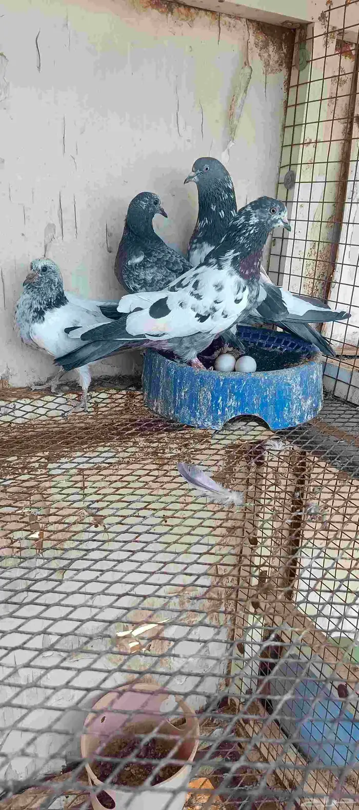 للبيع جوز حمام باكستاني مطير مستوى طيب 0