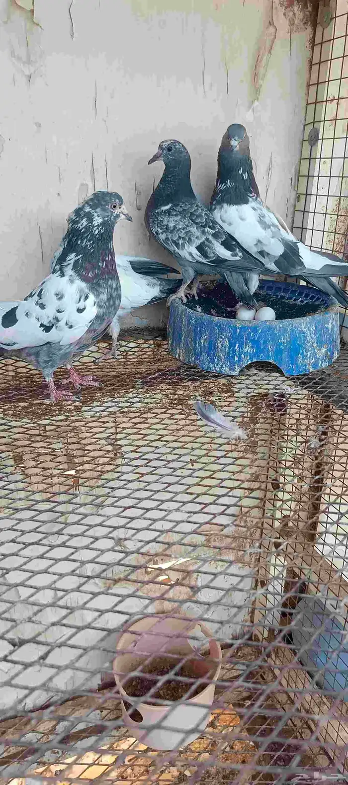 للبيع جوز حمام باكستاني مطير مستوى طيب 3