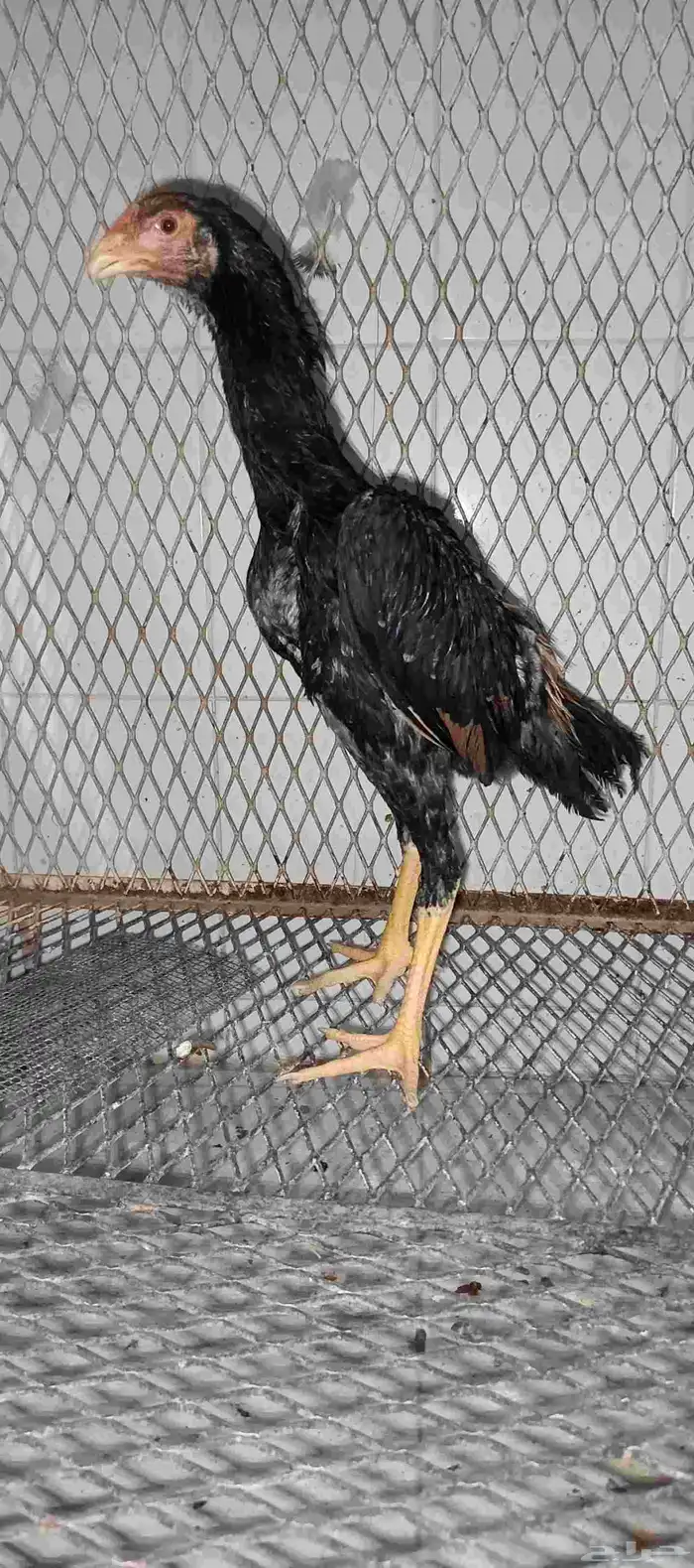 للبيع ديك شامو الماني مستوى فاخر 0