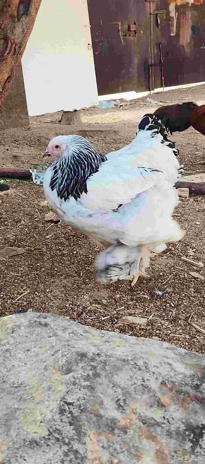 دجاج براهما كلمبي 7