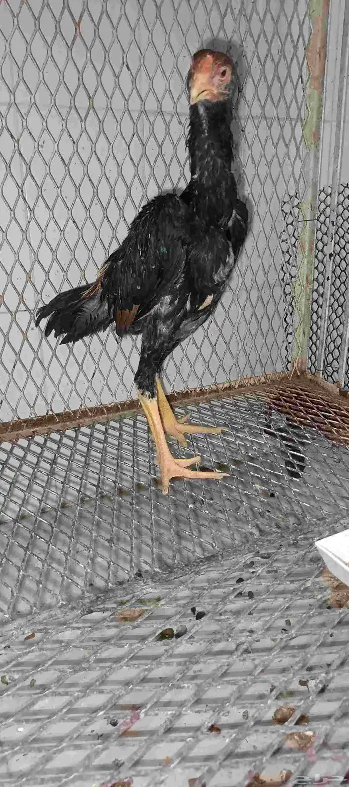 للبيع ديك شامو الماني مستوى فاخر 1