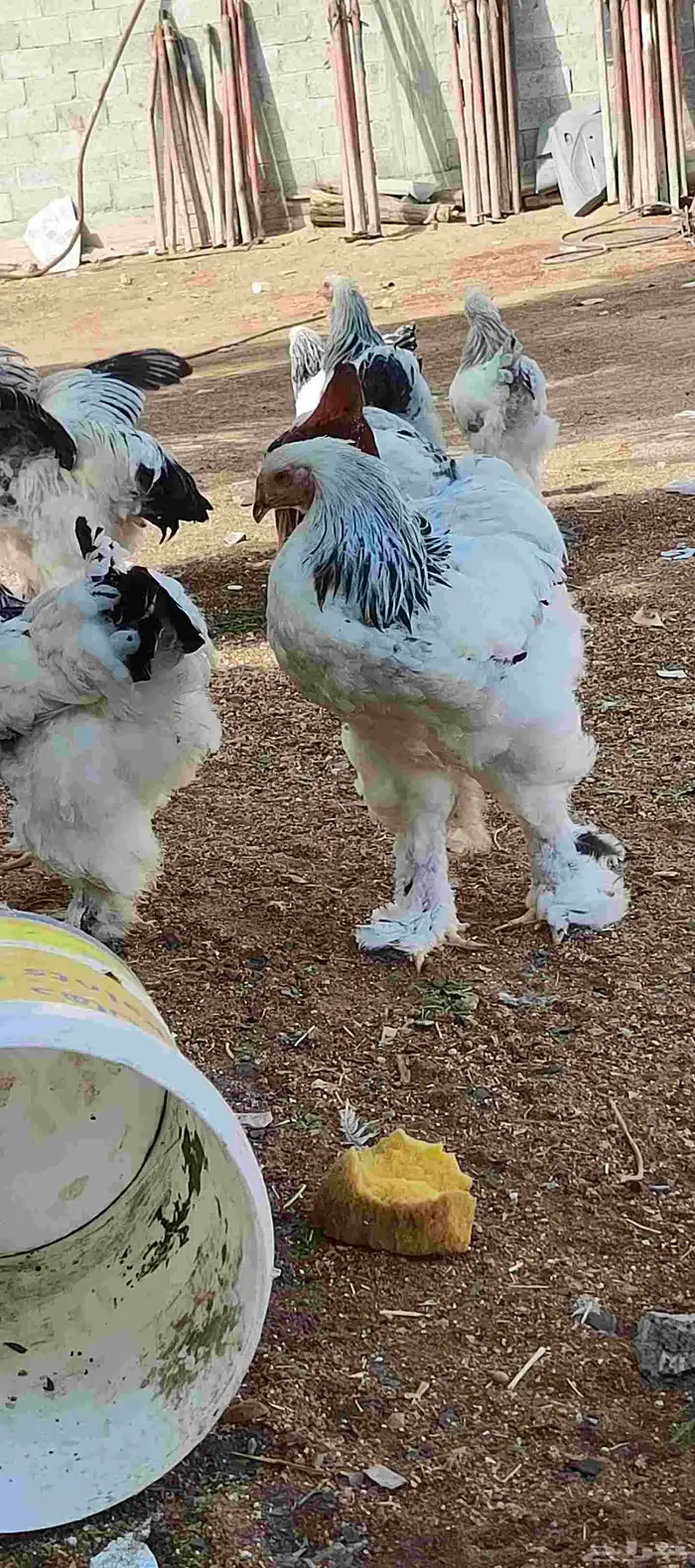 دجاج براهما كلمبي 2