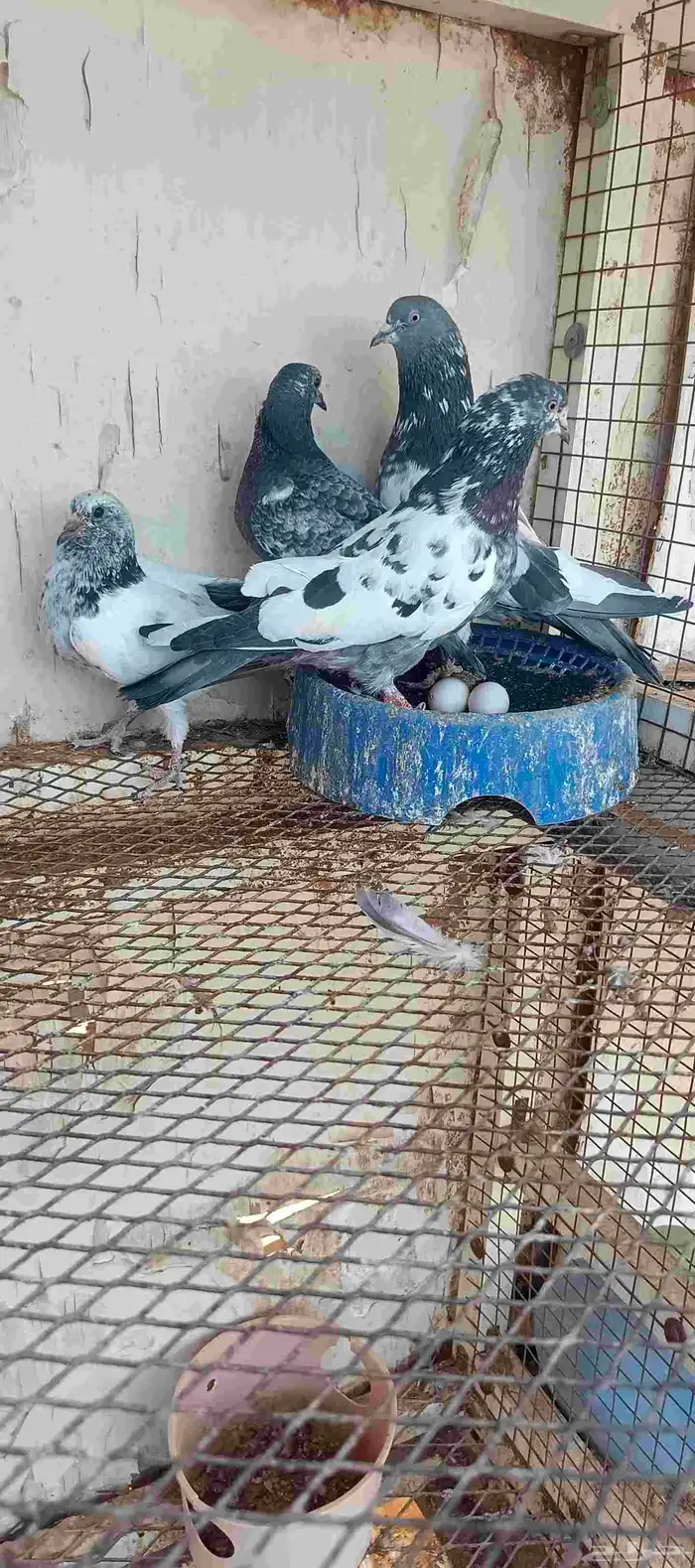 للبيع جوز حمام باكستاني مطير مستوى طيب 2