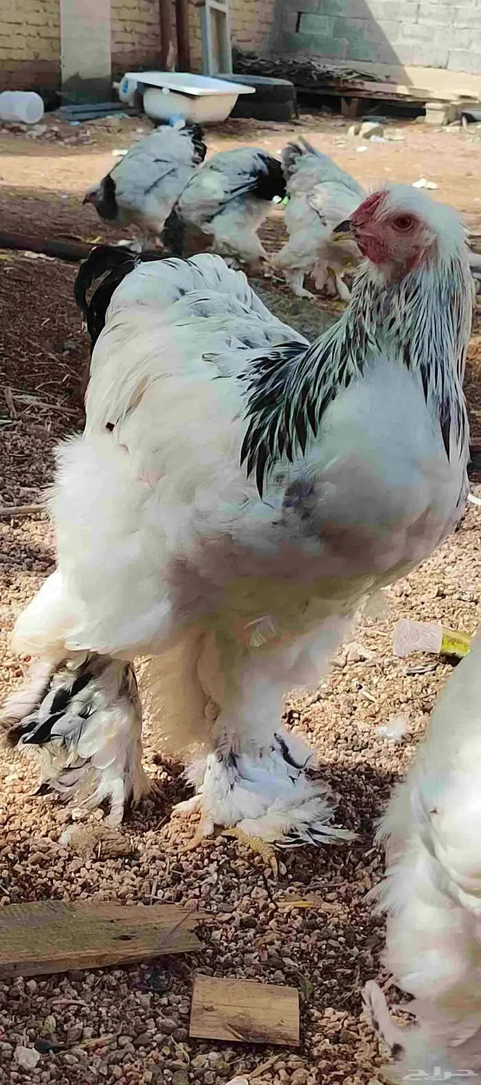 دجاج براهما كلمبي 5