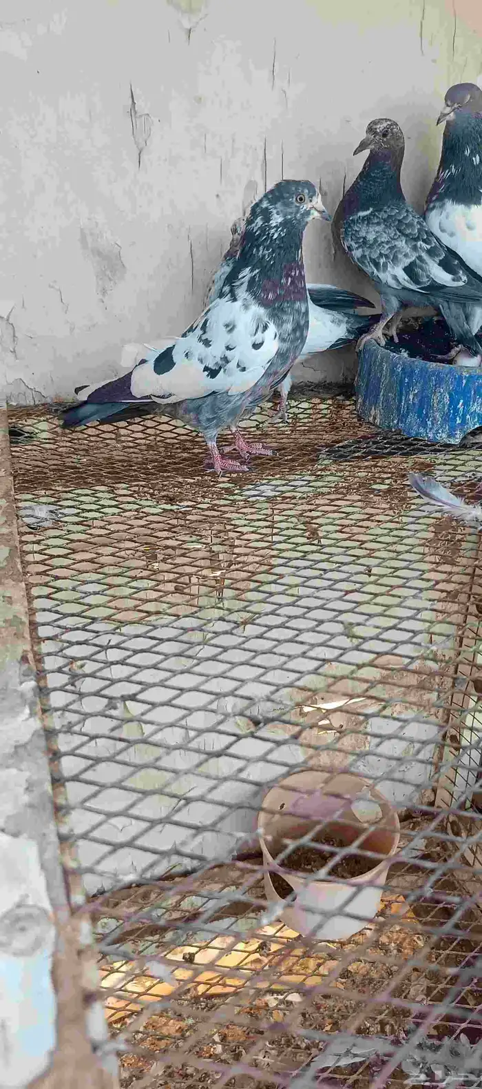 للبيع جوز حمام باكستاني مطير مستوى طيب 5