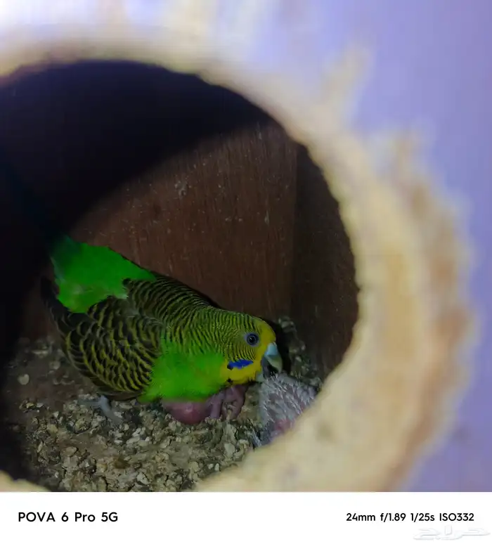 كناري وكروان وروز وطيور الحب البادجي بيع جمله او زوج او حبه 6