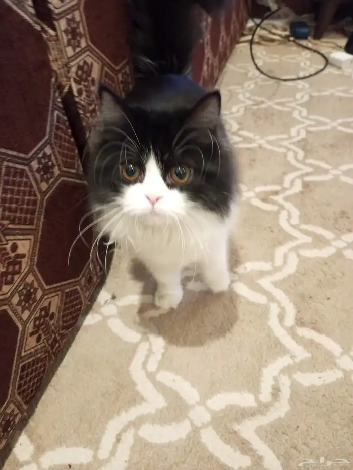 قطه شيرازي للتبني 0