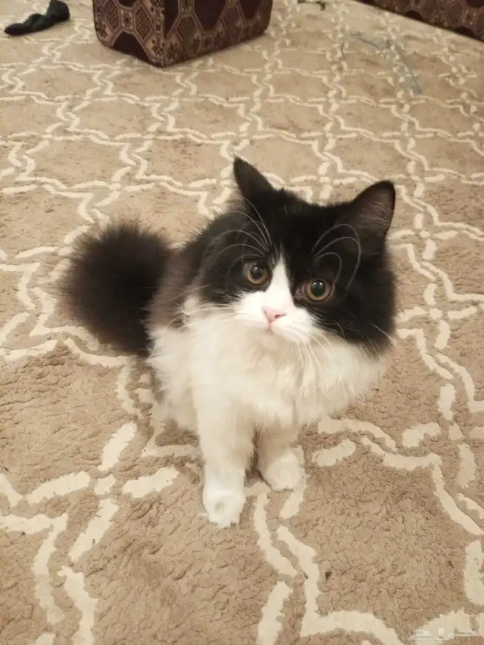 قطه شيرازي للتبني 1