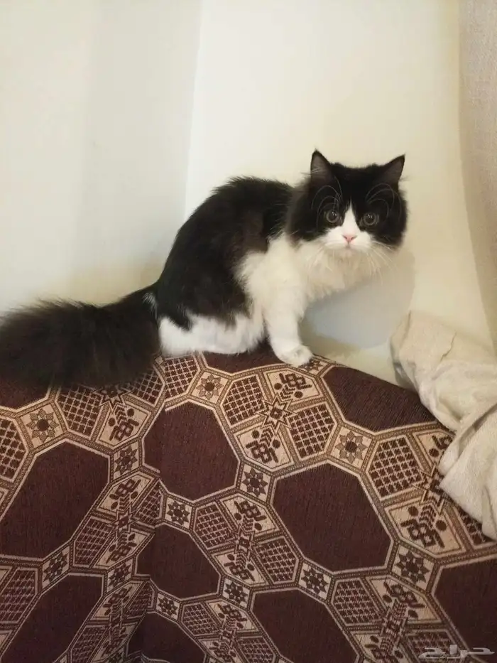 قطه شيرازي للتبني 2