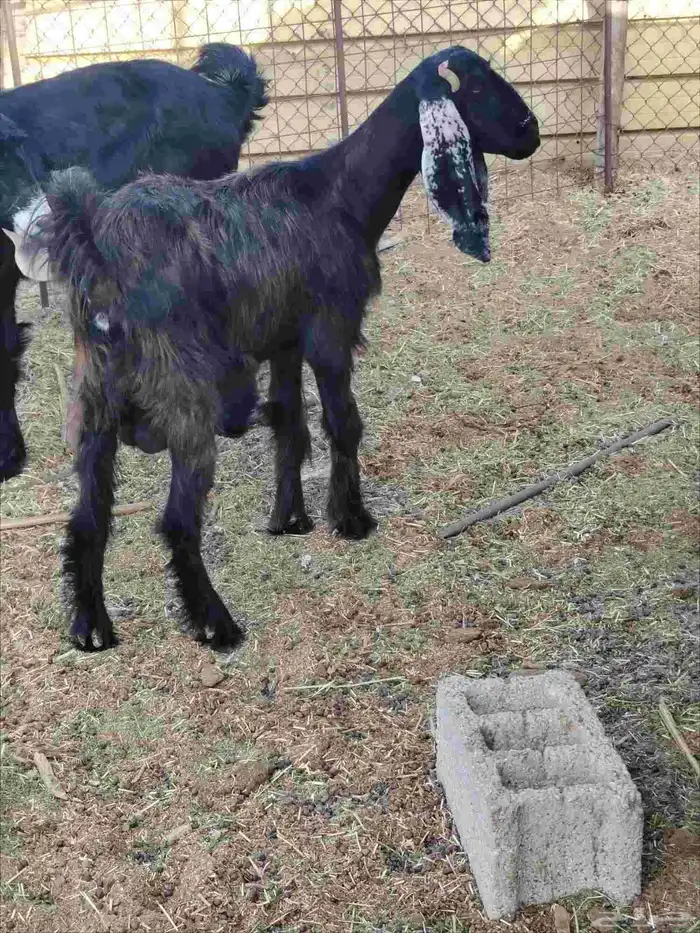 عداد 6 خرفان نعيم طيبه العمر من 8لي9 شهور. عداد 4 معزه 7