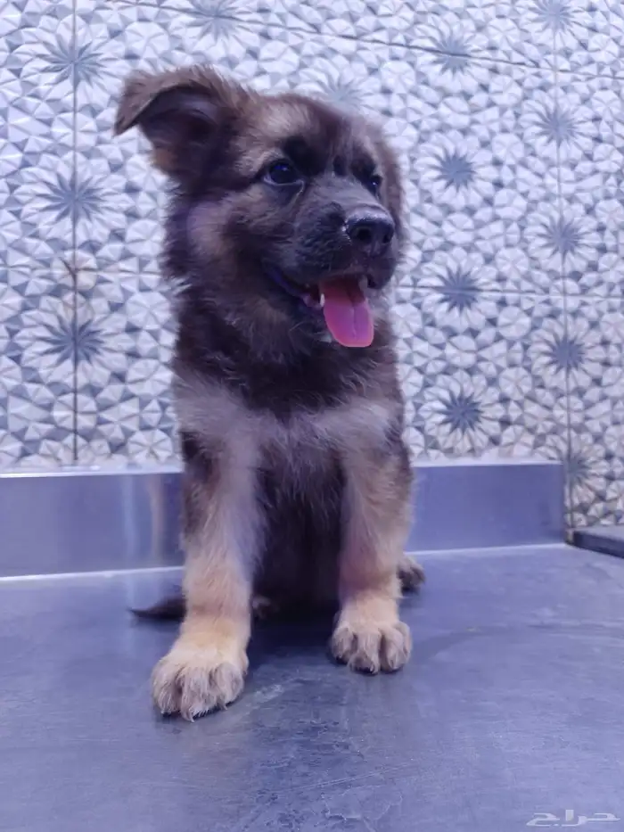 كلاب جرمل شبر 4