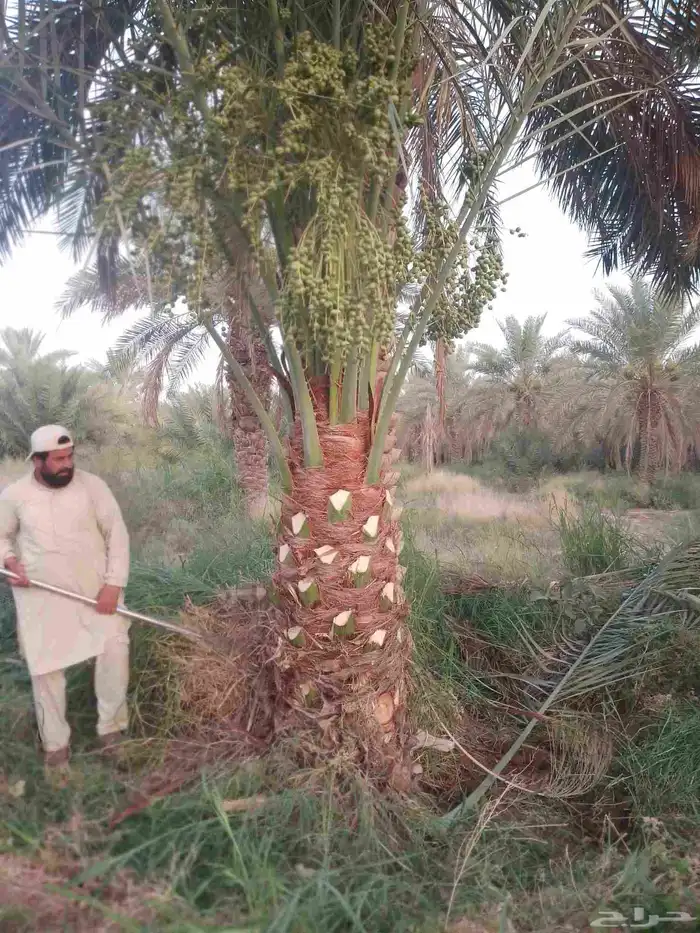 نخل للبيع مثمر خلاص سكري شيشي هلالي مجدول صقعي غر منيفي شهل 3
