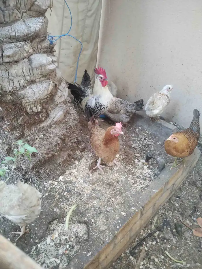 دجاج فيومى ودجاج حباحب جميعم بياض وديك فيومى 4
