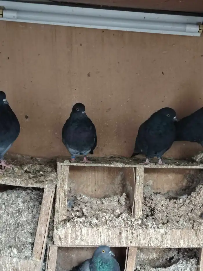 سكاي كتر الاوكراني 0