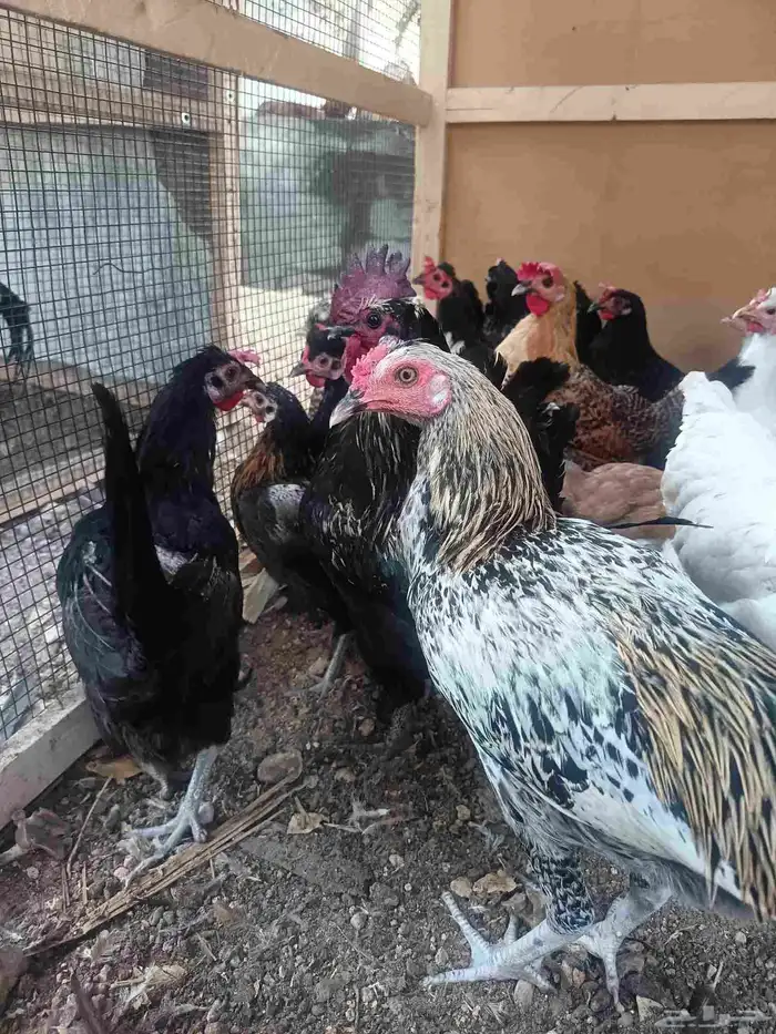 دجاج بلدي حساوي 4