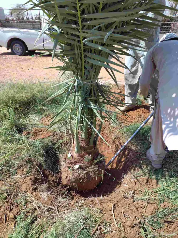 نخل صقعي مجدول اخلاص سكري خضري عجوه نخل واشنطني أمريكي 4