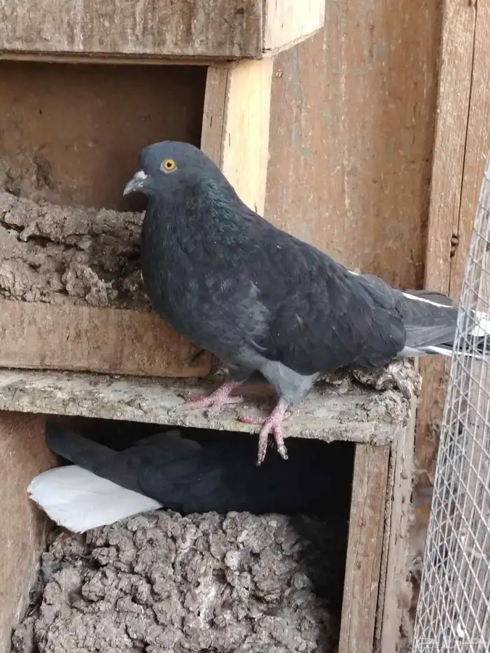 سكاي كتر الاوكراني 2