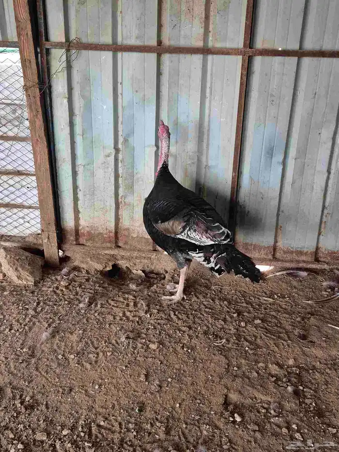 للبيع دجاج رومي العدد 5 15