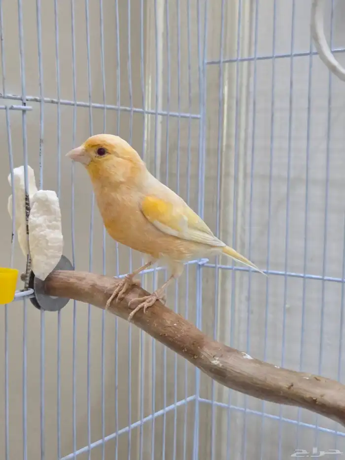 ذكر كناري طفره عيون حمر 0