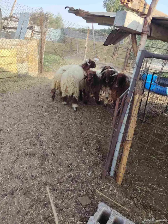 عداد 6 خرفان نعيم طيبه العمر من 8لي9 شهور. عداد 4 معزه 3