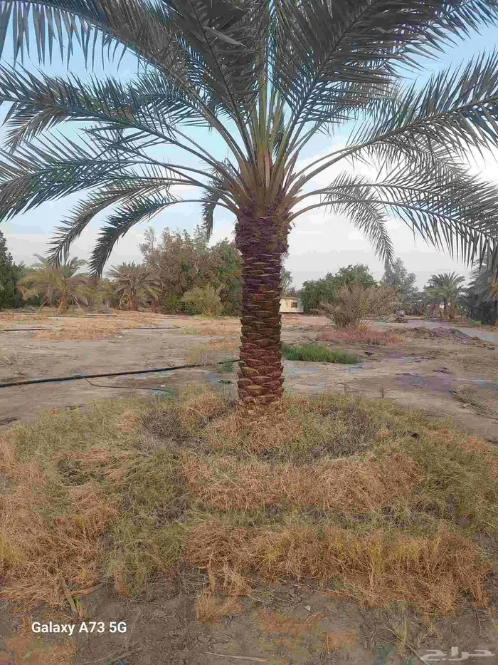 يوجد لدينا نخل عربي قلع وغرس و توريد 4