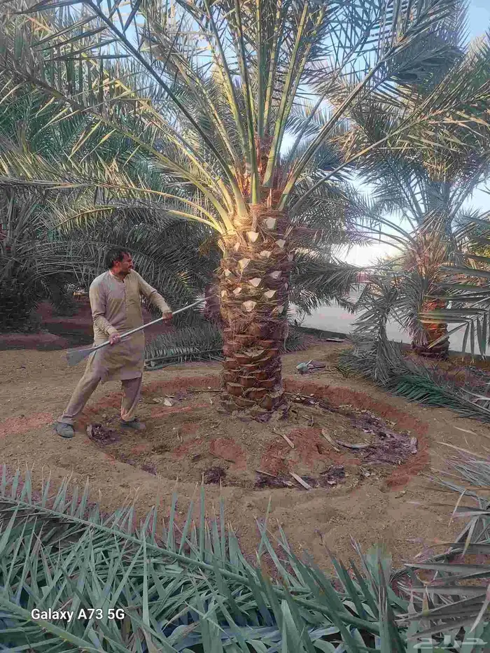 يوجد لدينا نخل عربي قلع وغرس و توريد 8