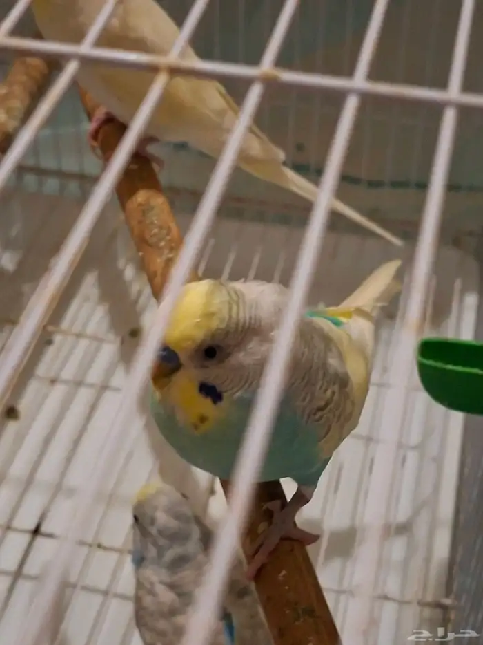 بادجي زوج منتج 6